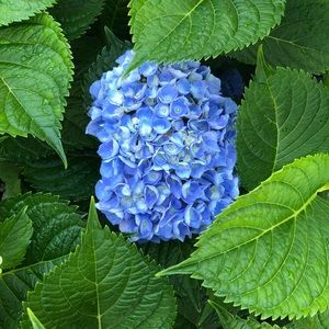 Meet your Posher, Tracey